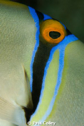 Close up of a Picasso Trigger fish; one of the most colou... by Paul Colley 
